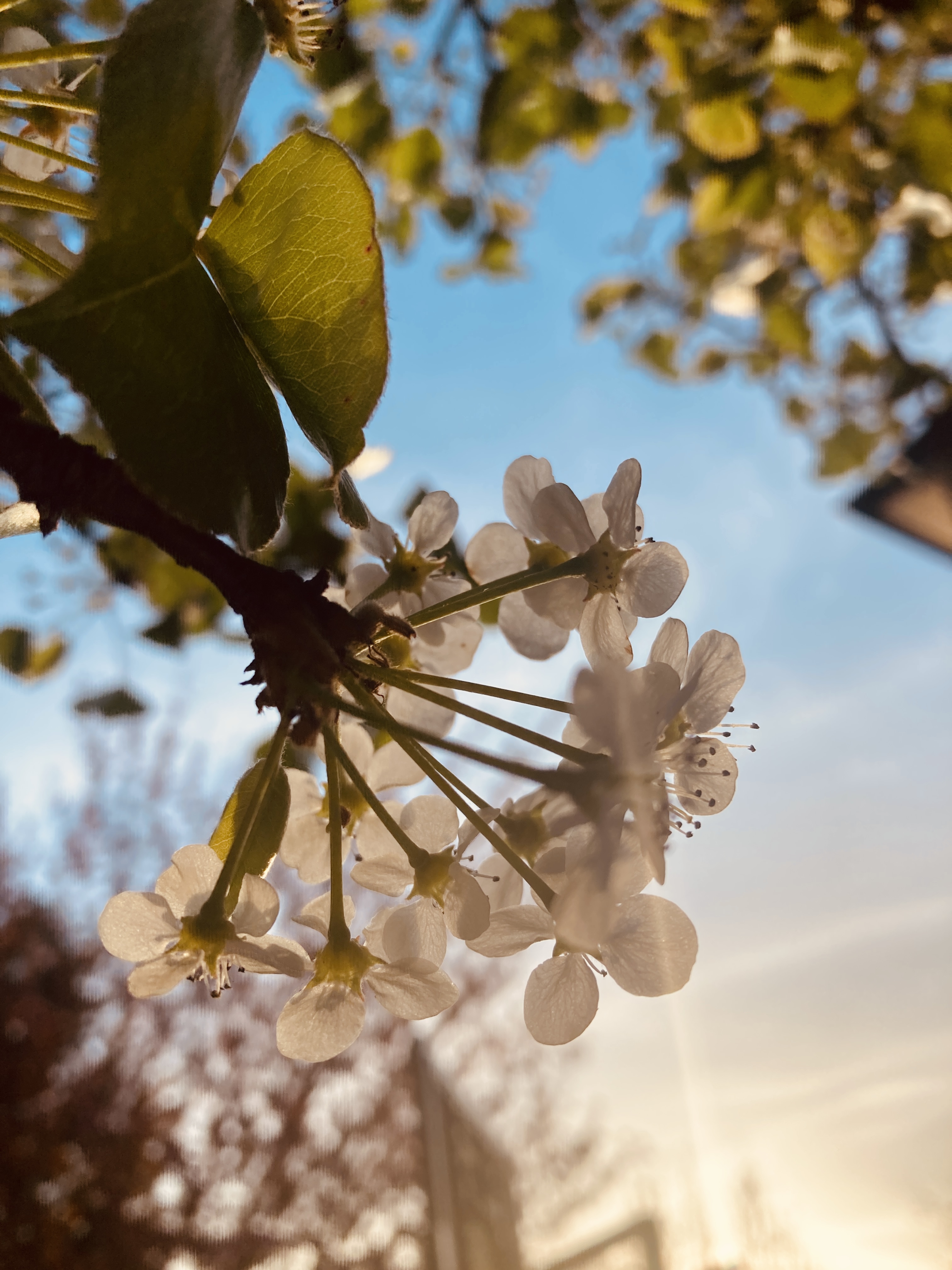 A photo of flowers taken at golden hour.