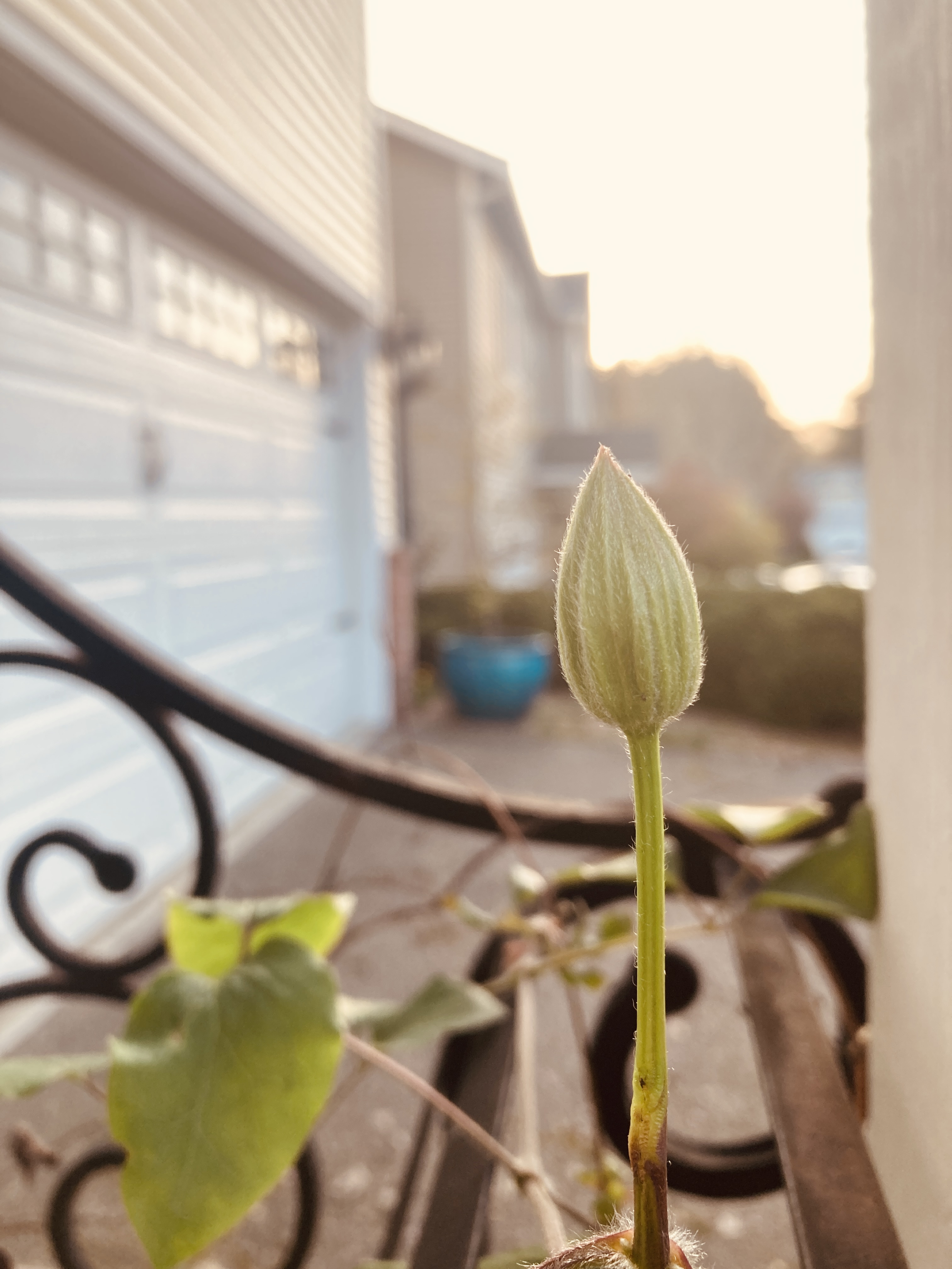 A photo of a flower bud taken with soft lighting.