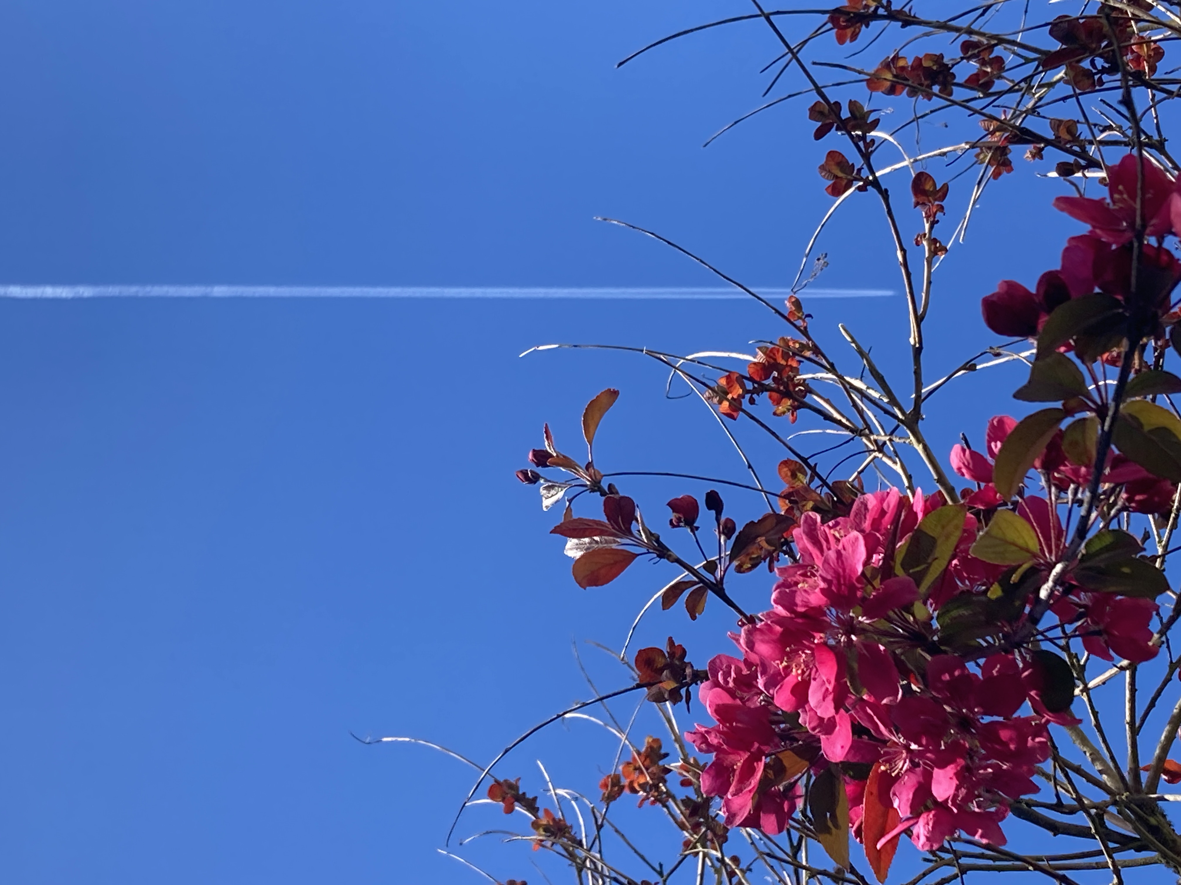 A photo taken at noon of flowers with hard lighting.