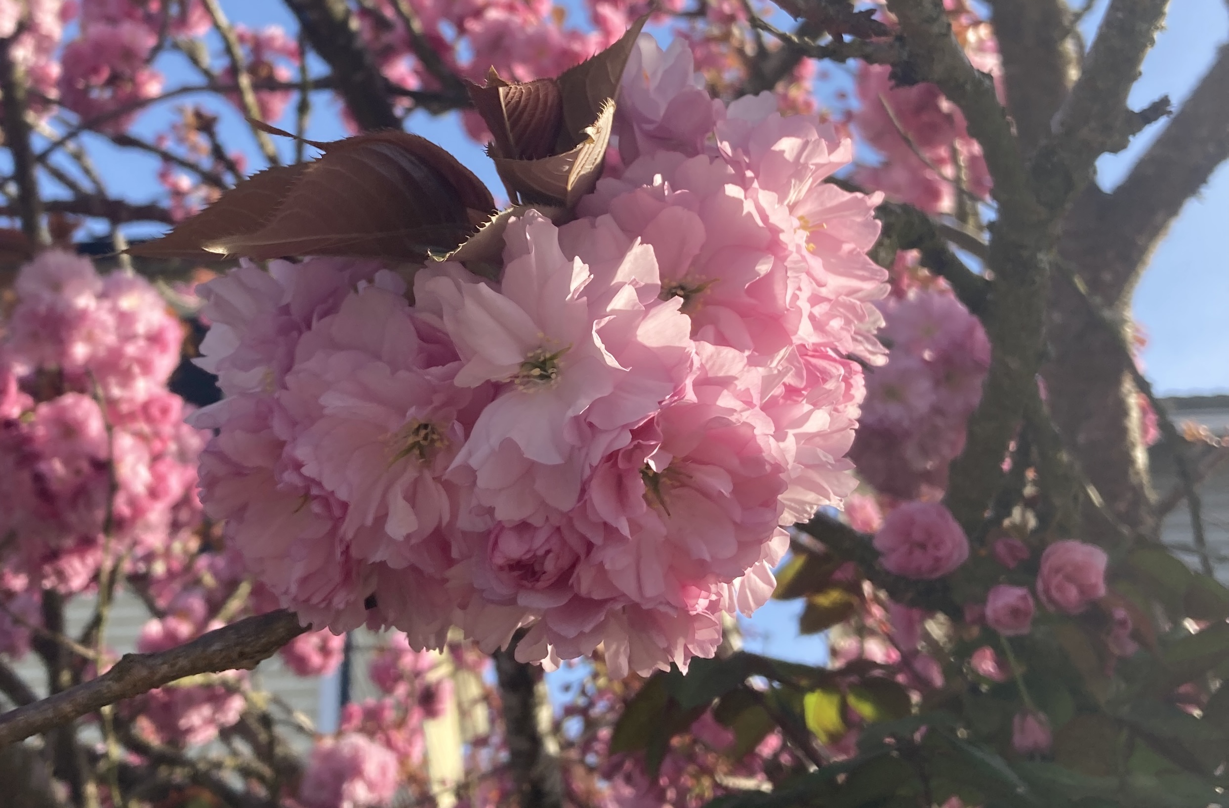 A photo taken in the afternoon of flowers with light coming at an angle.