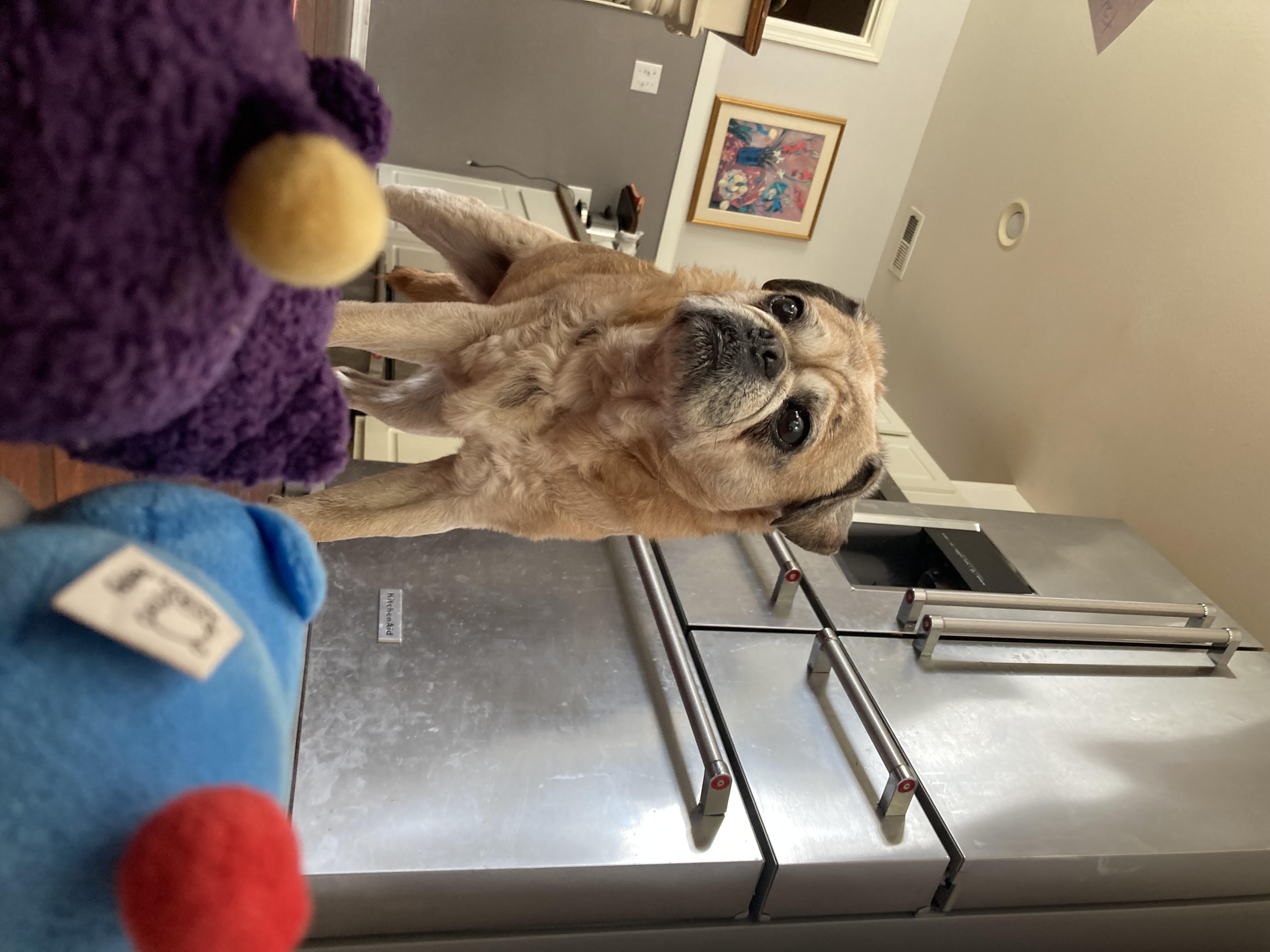 The two Peepy encounter a great beast, my dog, Pugsy.