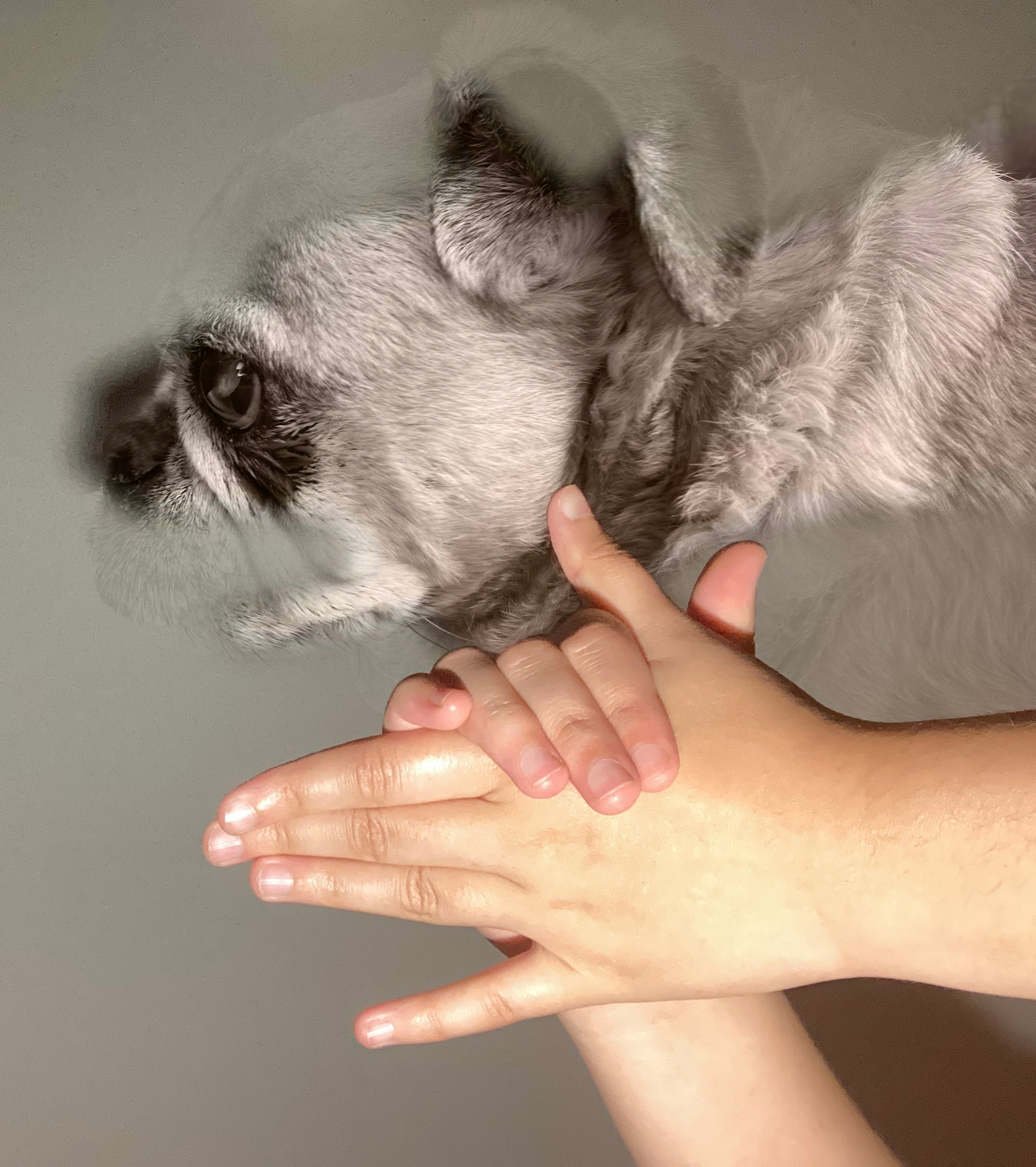 Pugsy emposed into the shadow puppet.