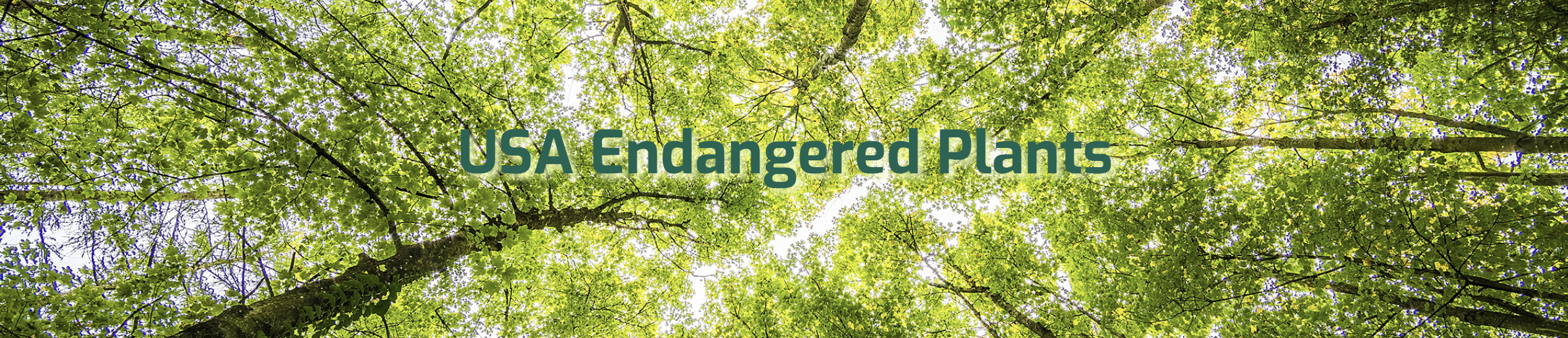 A bunch of trees from a worms eye view with the text 'US Endangered Plants'